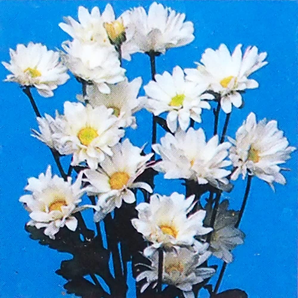 Amazon.co.jp: ITANSE 夏菊 風道 3号ポット 2個セット【品種で